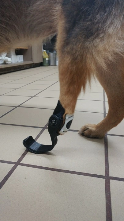 Prothèses pour chien